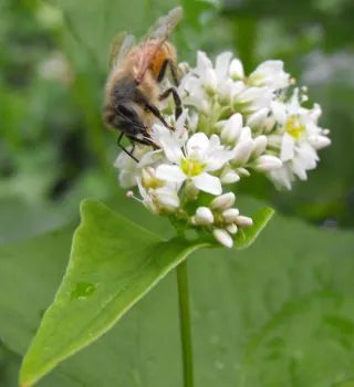 Buckwheat Honey